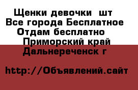 Щенки девочки 4шт - Все города Бесплатное » Отдам бесплатно   . Приморский край,Дальнереченск г.